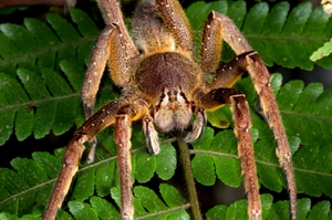 Бразильский  паук