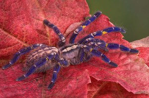  Фиолетовый птицеед-большие и опасные пауки
