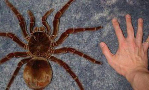 Голиаф- самый большой паук в мире