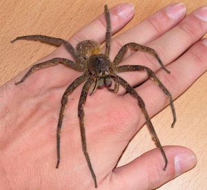 Бразильский Блуждающий Паук-Самые большие   пауки в мире