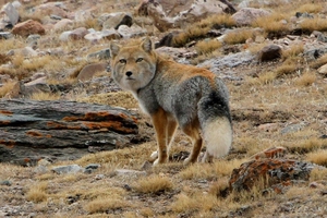 Ареал обитания тибетской лисы