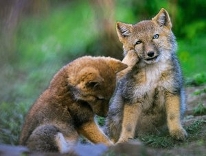 Детеныши тибетской лисы
